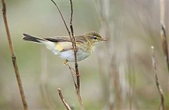 Willow Warbler